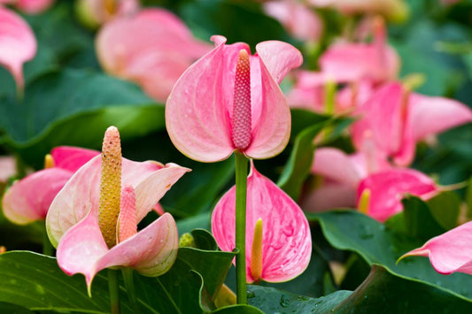 Anthurium Plant