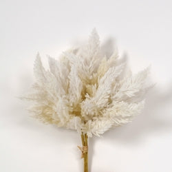 Cream Pampas Stem or Bundle