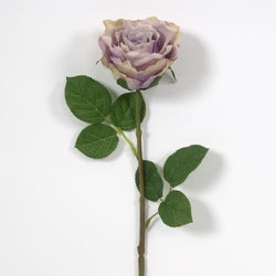 Lavender Rose