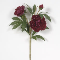 Burgundy Peony Spray