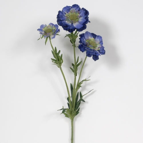 Blue Scabiosa