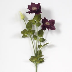 Burgundy Clematis Spray