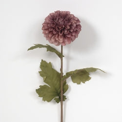 Chrysanthemum Stem