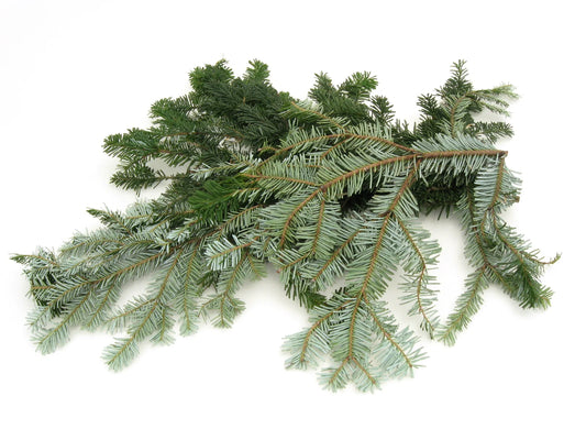 Fresh Silver Fir