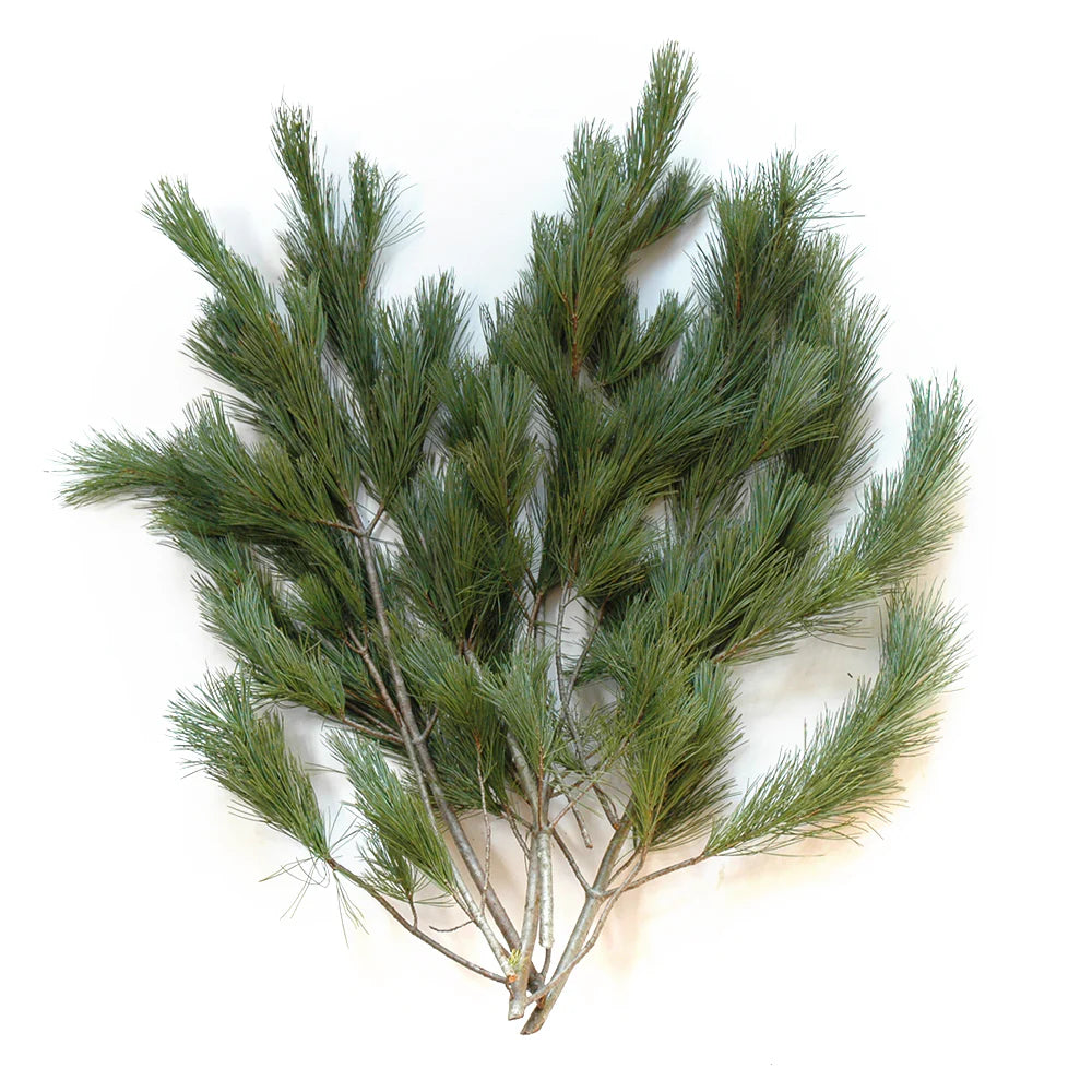 Fresh White Pine