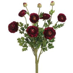 Burgundy Ranunculas Bush or Single Stems