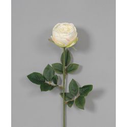 Cream Austin Long Stem Rose