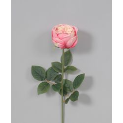 Pink Austin Long stem Rose