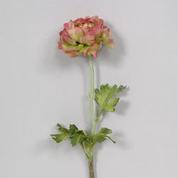 Green & Pink Ranunculus Stem