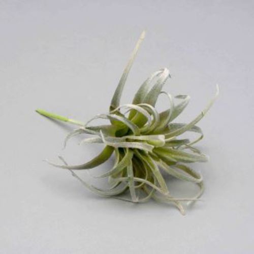 Tillandsia Green Flock