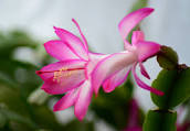 Christmas Cactus Zygo- Schlumbergera Truncata